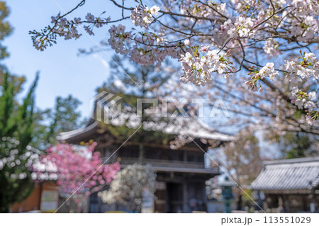 【第1番札所】春の霊山寺【四国八十八箇所】 【第1番札所】春の霊山寺【四国八十八箇所】 113551029