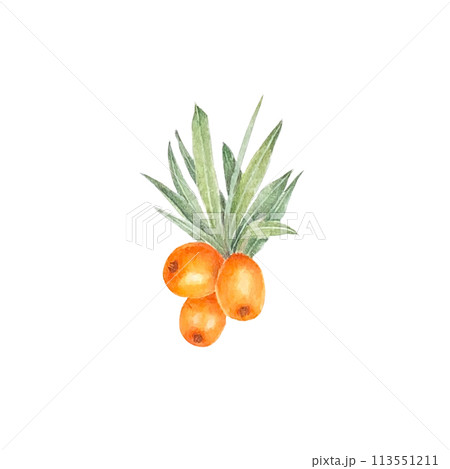 Sea buckthorn branch with orange berries. Branch with Fresh ripe berries and leaves. Hand drawn watercolor illustration isolated on white background. Sea buckthorn branch with orange berries. Branch with Fresh ripe berries and leaves. Hand drawn watercolor illustration isolated on white background. 113551211