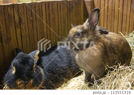 Black and Brown Rabbits Together in Hay Black and Brown Rabbits Together in Hay 113551319