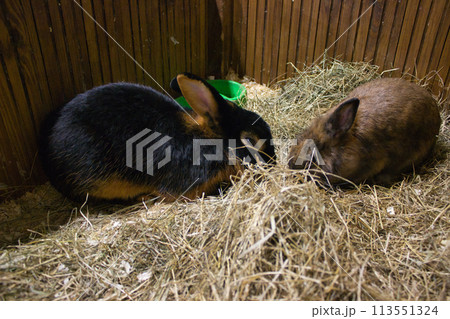 Black and Brown Rabbits in Straw Nest Black and Brown Rabbits in Straw Nest 113551324
