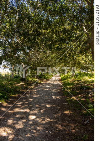 Tree alley with light and shadow, Sicily, Italy Tree alley with light and shadow, Sicily, Italy 113552193