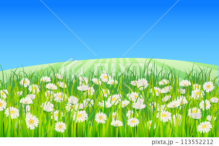 Summer landscape rural field green grass, daisy, dandelion flowers Summer landscape rural field green grass, daisy, dandelion flowers 113552212