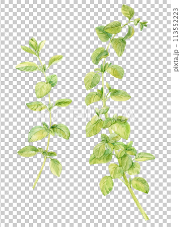 Watercolor oregano set. Green sprig of marjoram on a white background. Spicy herb, seasoning for Mediterranean cuisine. Illustration for cookbooks, recipes, aprons, stickers, dishes, food packaging. Watercolor oregano set. Green sprig of marjoram on a white background. Spicy herb, seasoning for Mediterranean cuisine. Illustration for cookbooks, recipes, aprons, stickers, dishes, food packaging. 113552223
