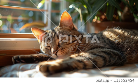 Cat Sleeping on Bed With Eyes Closed 113552454