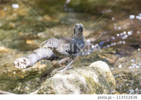 渓流の石の上で給餌を待つカワガラスの幼鳥 113552636
