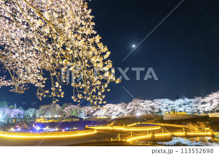 国営みちのく湖畔公園　夜桜のライトアップ「みちのく花明かり」　宮城県川崎町 113552698