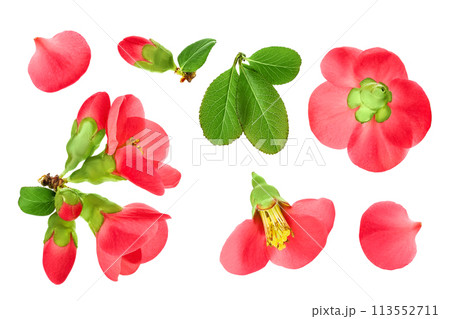 Chaenomeles speciosa or japanese quince flower isolated on white background Chaenomeles speciosa or japanese quince flower isolated on white background 113552711
