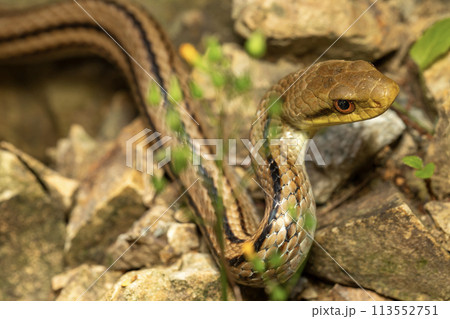シマヘビ 113552751