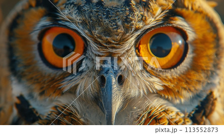 Close Up of Owl With Orange Eyes 113552873