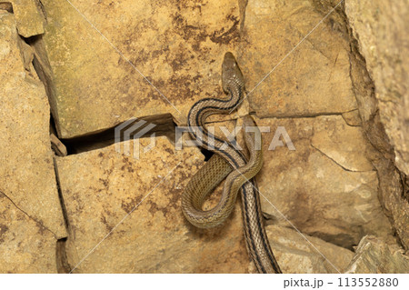 シマヘビ 113552880