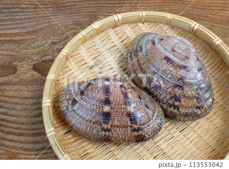 瀬戸内海、三河湾などが産地の大型の2枚貝、スダレガイ(ヒメガイ)の写真 113553042