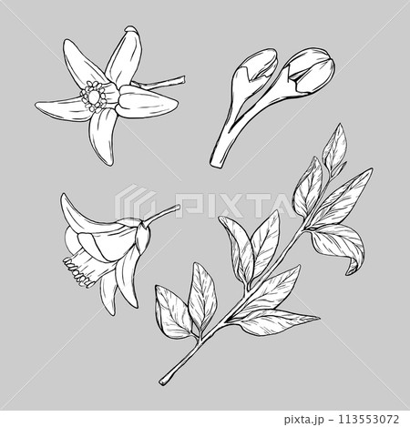 Branch Lemon with Flowers. Exotic plants design template. Graphic Vector illustration Citrus tree branch in line art style, sketch, chalkboard style. Isolated object EPS vector 113553072