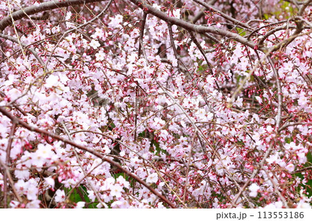 中越家の枝垂れ桜 中越家の枝垂れ桜 113553186