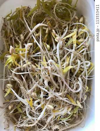 Mound of sprouted mung beans with small roots for eating in water in white germinator on the table. Concept of diet, vegetarianism, vegan, healthy products and proper nutrition. Close-up 113553411