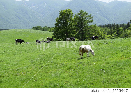牛の放牧 月山高原牧場 山形県 113553447