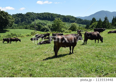 牛の放牧 月山高原牧場 山形県 113553448