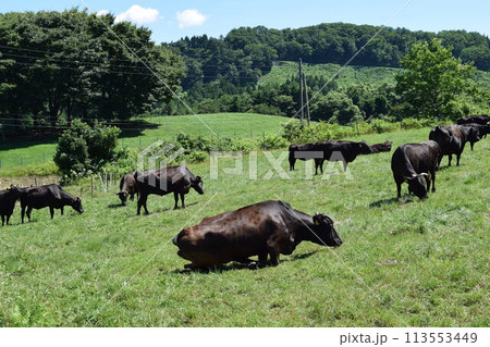 牛の放牧 月山高原牧場 山形県 113553449