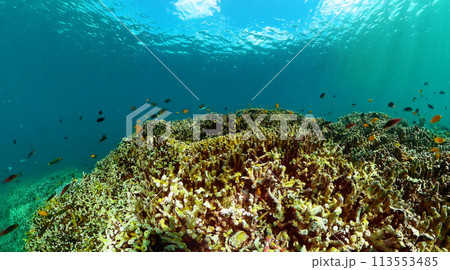 Diving and snorkeling scene. Colorful tropical fish and coral reef. Diving and snorkeling scene. Colorful tropical fish and coral reef. 113553485