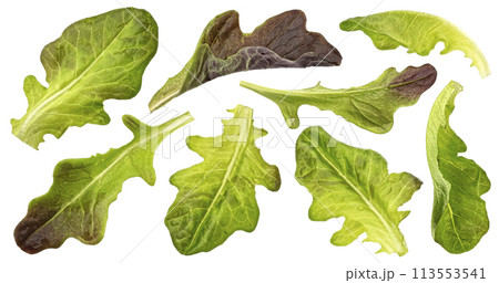 Oak lettuce leaves isolated on white background with clipping path 113553541