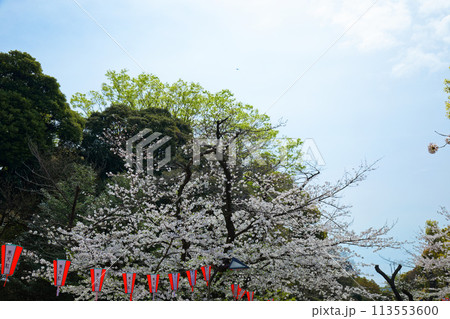 上野恩賜公園の満開の桜 113553600
