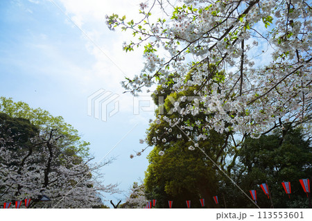 上野恩賜公園の満開の桜 113553601