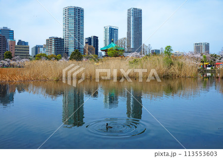 上野不忍池の蓮池に映える景観と青い空　オオバン 113553603