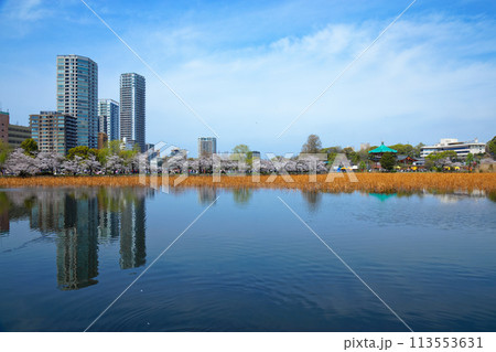 上野不忍池の満開の桜と湖面に映える景観 上野不忍池の満開の桜と湖面に映える景観 113553631
