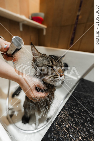 Bathing a Maine Coon Big Cat. Bathing a Maine Coon Big Cat. 113553657