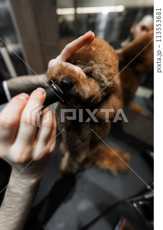 Haircut of a small dog in a grooming salon. 113553681