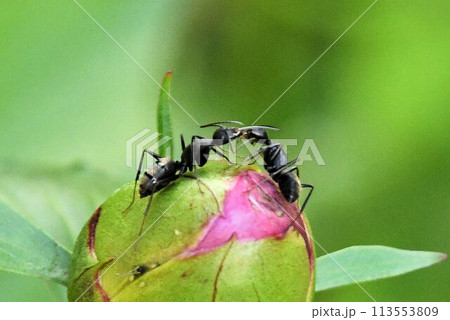 シャクヤクのつぼみの甘い匂いに誘われてやってきたアリがつぼみの上で情報交換をしているような姿が可愛い 113553809