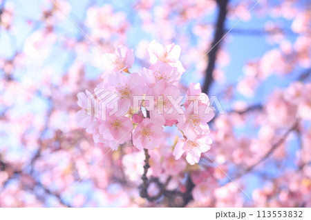 河津桜9066 113553832