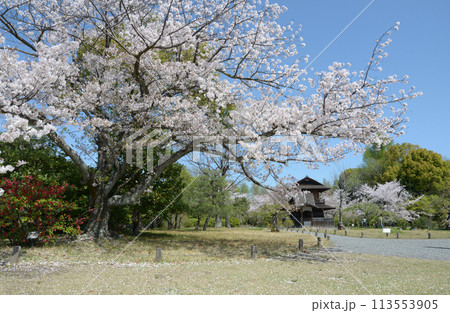 春の渉成園 境内の桜と傍花閣 京都市下京区 春の渉成園 境内の桜と傍花閣 京都市下京区 113553905