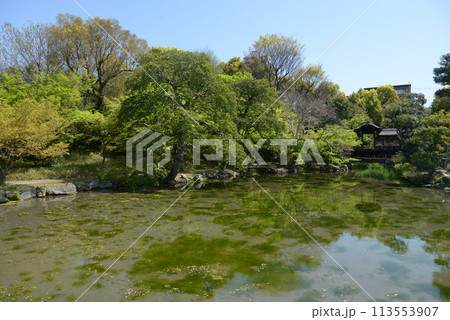 春の渉成園　印月池　京都市下京区 113553907