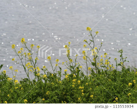 河川敷の菜の花と輝く水面 河川敷の菜の花と輝く水面 113553934