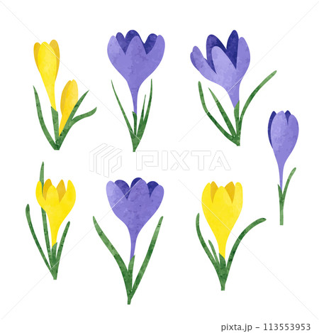 Vector set of yellow and purple crocus flowers isolated on white Vector set of yellow and purple crocus flowers isolated on white 113553953