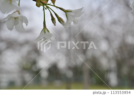2024年曇り空の桜 2024年曇り空の桜 113553954
