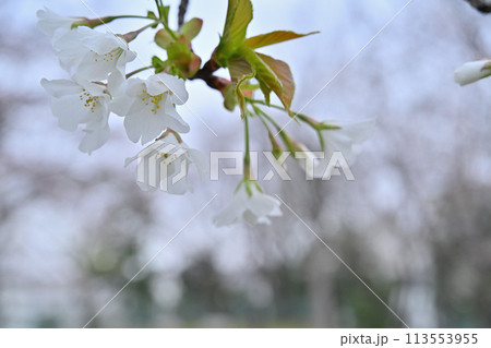 2024年曇り空の桜 2024年曇り空の桜 113553955