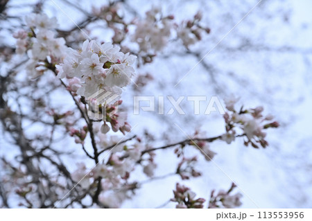 2024年曇り空の桜 2024年曇り空の桜 113553956