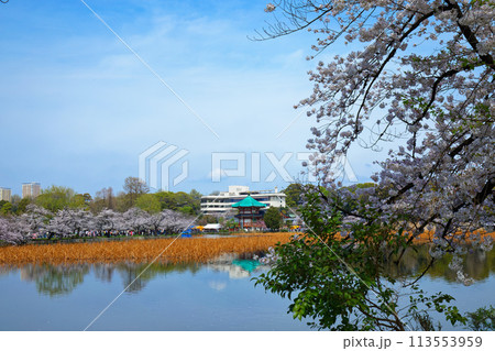 上野不忍池の満開の桜と湖面に映える景観 上野不忍池の満開の桜と湖面に映える景観 113553959