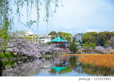 上野不忍池の満開の桜と湖面に映える景観 弁財天 上野不忍池の満開の桜と湖面に映える景観 弁財天 113553961
