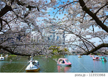 上野恩賜公園の満開の桜とレジャーボート 113553968