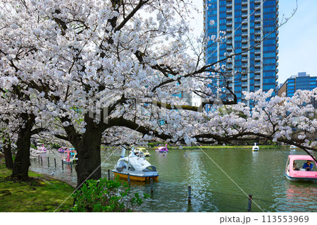 上野恩賜公園の満開の桜とレジャーボート 113553969