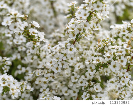 ユキヤナギの白い花 ユキヤナギの白い花 113553982