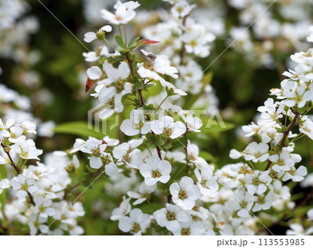 ユキヤナギの白い花 113553985