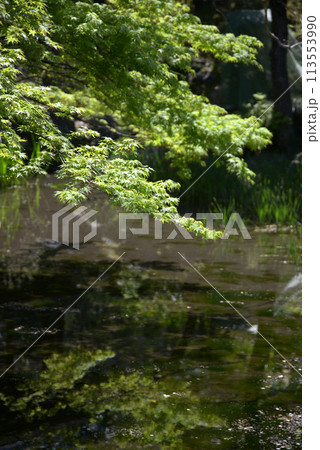 春の渉成園　印月池の新緑　京都市下京区 113553990