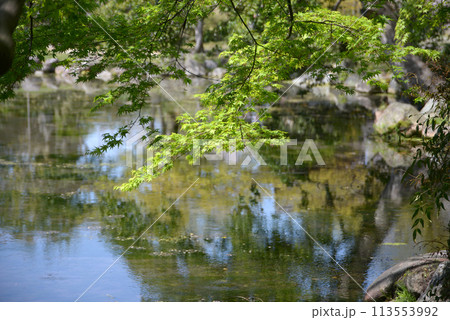 春の渉成園　印月池の新緑　京都市下京区 113553992