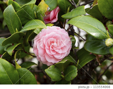 公園に咲く乙女椿 公園に咲く乙女椿 113554008