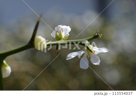 カラタチの花 113554037