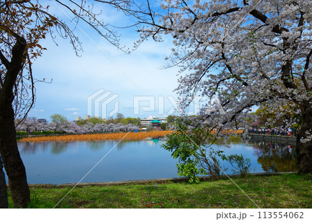上野不忍池の満開の桜と湖面に映える景観 113554062