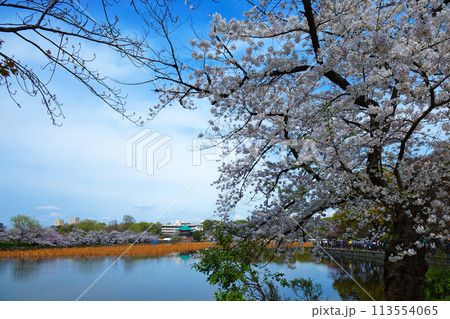 上野不忍池の満開の桜と湖面に映える景観 上野不忍池の満開の桜と湖面に映える景観 113554065